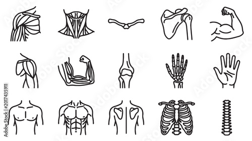 Картината върху платно Human anatomy line icons set, 15 medical vector elements of muscles and bones, s