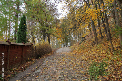 autumn in the park