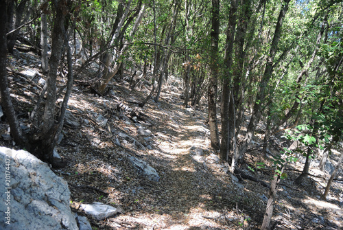 Veduta del bosco sopra Cala Biriala