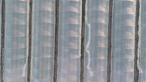 Greenhouse (Polytunnel) in Germany to produce strawberrys