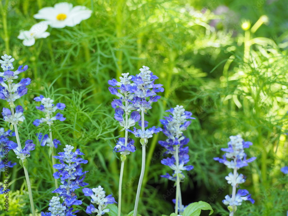 Obraz premium Blue Salvia has elongated flower stalks with small, dark purple flowers that contrast beautifully with its bright green leaves. Trunk is covered with fine, silvery-gray hairs. Flower means 