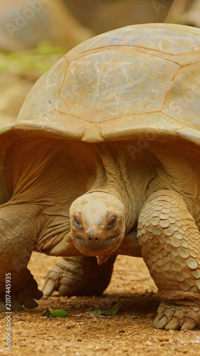 Giant tortoises, an endangered species. Mauritius island