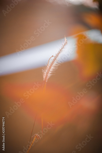 Quadro su tela Close up of a wild grass flower under warm golden sunlight