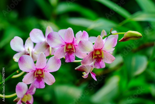 Konstfotografi A branch with soft pink flowers of the Dendrobium orchid against blurred green b
