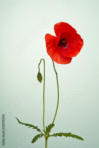 Klatschmohn