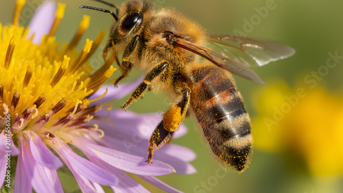 bee on a flower