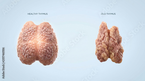 Healthy Thymus vs Old Thymus Gland Aging