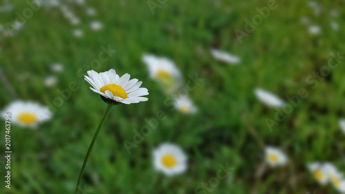 ​Beautiful daisy flower in a green field with soft bokeh background