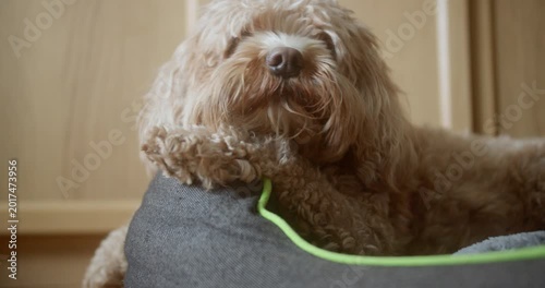 Adorable Creamy Cockapoo Dog Relaxing Comfortably in a Cozy Basket