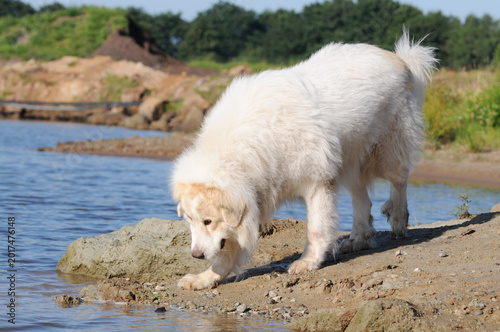 White Pyrenean Mountain Dog standing by a calm lake in a natural landscape.