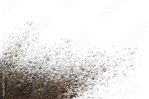 Quadro su tela mud splash isolated transparency background..