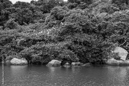Fotografie canal para o mar com pedras e árvores