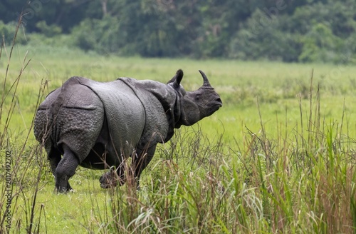 Фотография A big One horn rhino at the grasslands of Kaziranga.