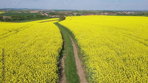 Aerial drone view of agriculture, rapeseed landscape in Moravia