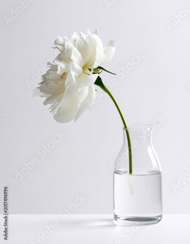 Beautiful Single White Peony Flower in Clear Glass Vase