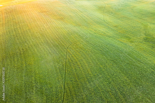 Green fields undulating with natural patterns and faint paths in the Orcia valley, Pienza, Tuscany, Italy, ideal for tourism and nature exploration, offering vast copy space.