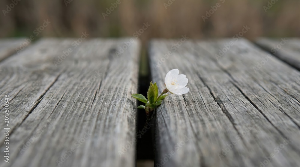 Fototapeta premium Small white flower growing between weathered wooden planks as a symbol of resilience and hope.