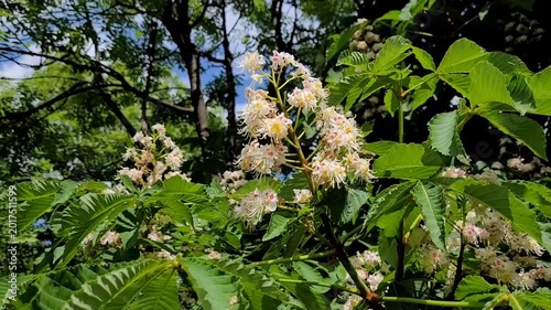 Horse chestnut close up (Aesculus hippocastanum)