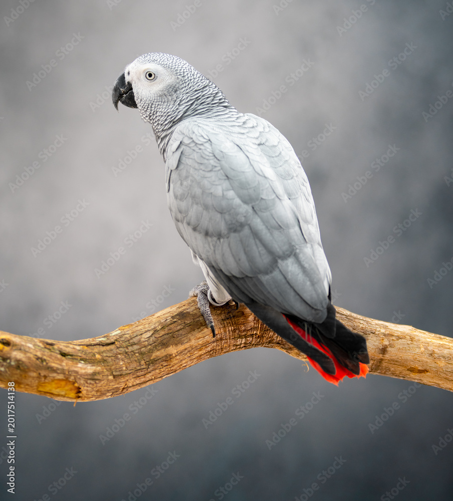 Fototapeta premium African Grey Parrot