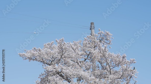 Beautiful Sakura Flowers Blooming Against Clear Blue Sky in Japan, 2026
