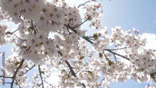 Beautiful Sakura Flowers Blooming Against Clear Blue Sky in Japan, 2026