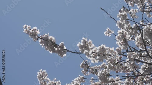 Beautiful Sakura Flowers Blooming Against Clear Blue Sky in Japan, 2026