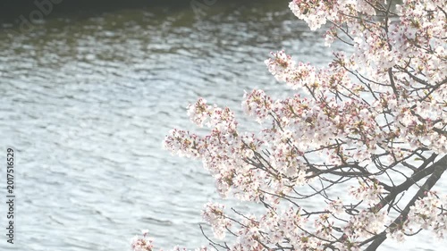 Peaceful Spring Scene: Sakura Branches over Shimmering Water, Japan, 2026