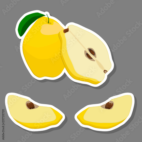 Fruit theme from set juicy delicious quince of various sizes