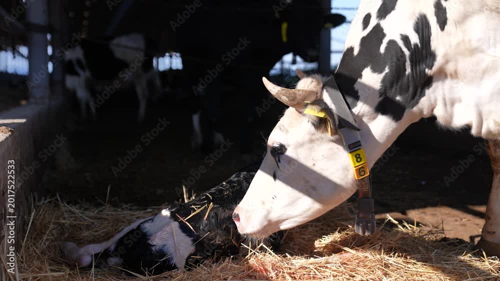 Mother cow caring for her newborn calf on straw shortly after birth in ...