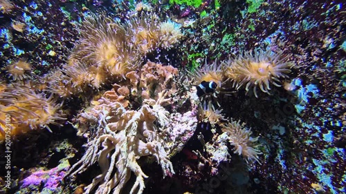 Shy Black White Reef Fish, Closeup In Crevice Among Polyp Clusters, Textured Rock And Anemone Tips, Intimate Microhabitat Shot