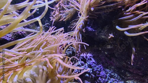 Golden Anemone Tentacles Waving Over Rocky Crevice, Immersive Closeup With Flowing Motion, Soft Purple Light And Soothing Rhythm