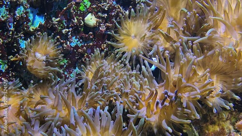 Clownfish In Shelter. Underwater Scene Showing Clownfish Nestled Among Anemone With Gentle Water Movement And Peaceful Environment