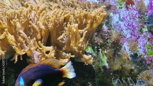 Golden Coral With Playful Clownfish, Closeup Reef Interaction Showing Vibrant Colors, Gentle Swim And Coral Sheltering Behavior