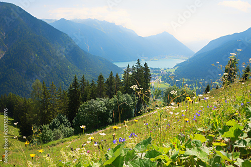 Cuadro en lienzo wildflower meadow at Feilkopf mountain, austrian alps tyrol
