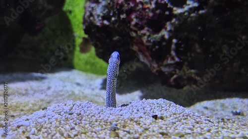 Spotted garden eel. Underwater world