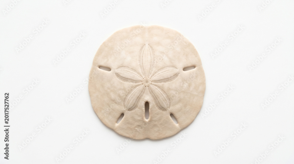 Fototapeta premium Flat Lay Sand Dollar Centered on White Surface,
