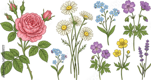 Vintage botanical flower collection featuring roses, daisies, lavender, and wildflowers with detailed hand drawn vector illustration artwork