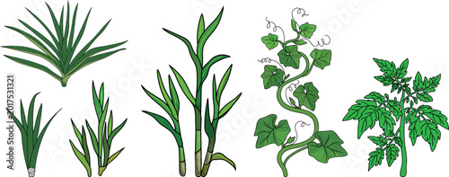 Colored line art botanical set with garden plants and vegetables vector illustration