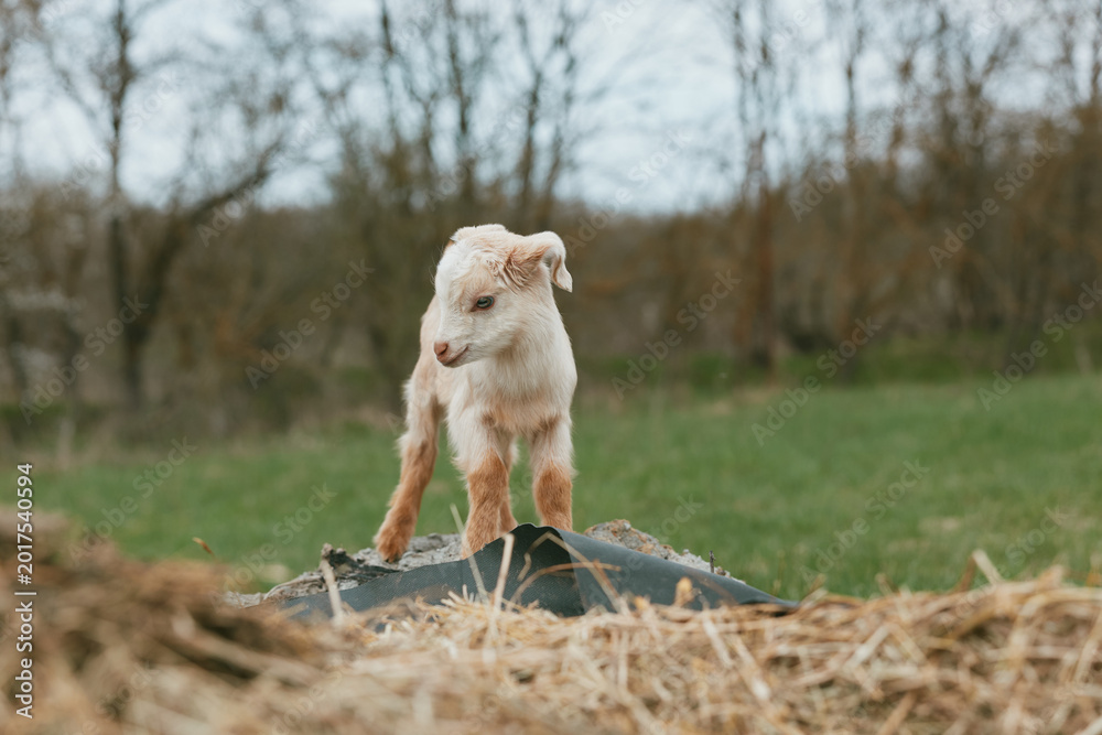 Naklejka premium A young goat kid stands on a rock in an open field, exploring the bright countryside. A lifestyle moment that captures curiosity, playfulness, and rustic farm charm in a natural outdoor setting.