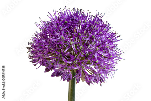 Tableau sur toile Macro closeup of purple allium spherical inflorescence isolated background