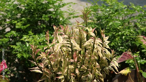 Pedilanthus tithymaloides or zigzag plant