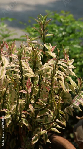 Pedilanthus tithymaloides or zigzag plant