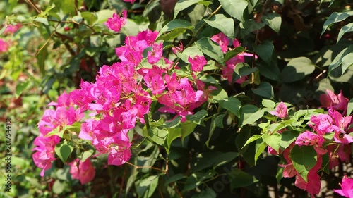 Close up  Pink Bougainvillea flower 