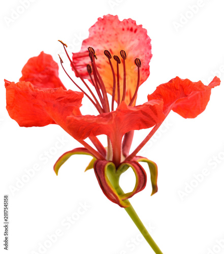 Flamboyant flower