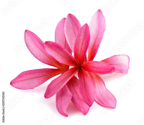 Red Frangipani flowers