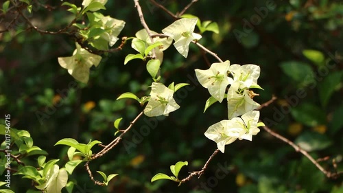 Close up  White Bougainvillea flower  