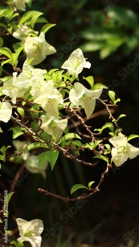 Close up  White Bougainvillea flower  
