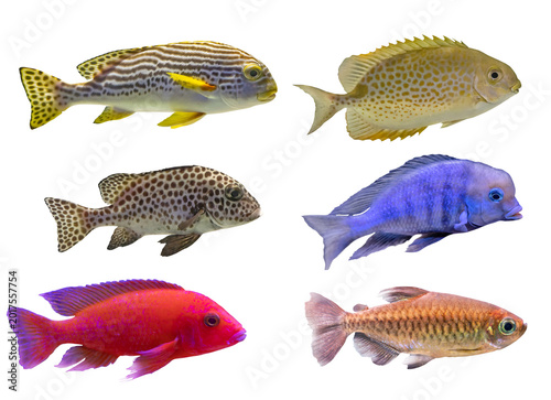 small six bright fishes isolated on white