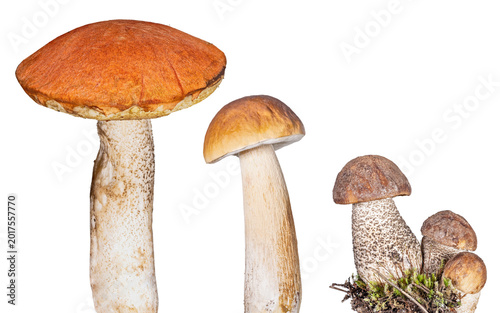 set of five eateble mushrooms isolated on white
