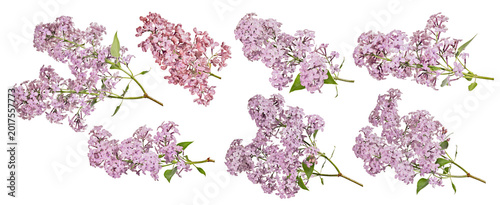 seven pink blossoming lilac four branches with small green leaves